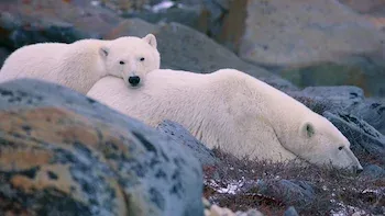 E4.Polar Bear