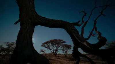 E1.Lion Grasslands
