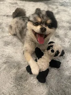 Gizmo Nolan