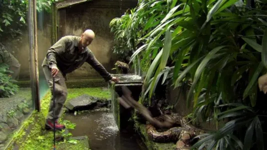 Movie Poster: Asia's Deadliest Snakes