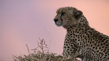 E1.Cheetah