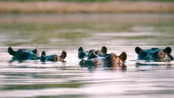 Nature's Amazing Network