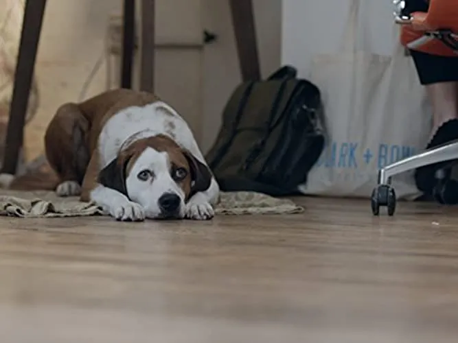 Ned the Dog