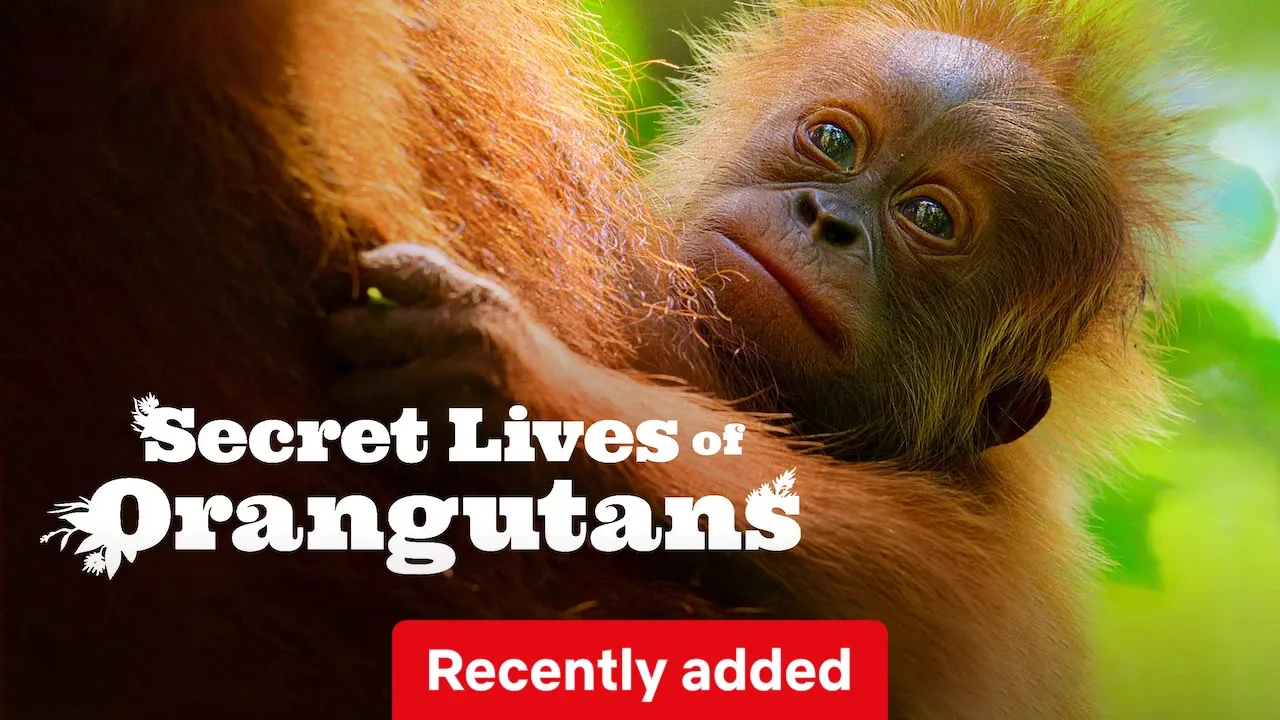 Movie Poster: Secret Lives of Orangutans