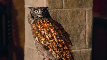 E5.The Owl and the Pussycat