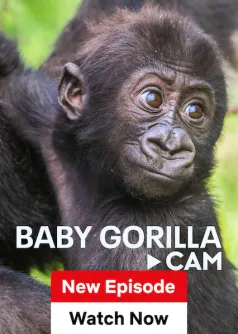 Baby Gorilla Cam