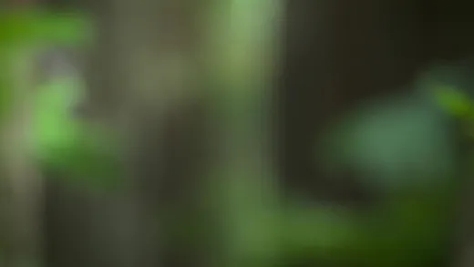 E3.Swamps