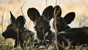 E5.Wild Dog
