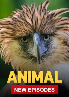 Animal - Web Serie complete free on Castle
