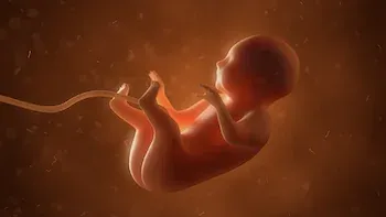 E6.Birth