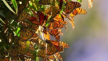 E4.Monterey Bay National Marine Sanctuary, USA