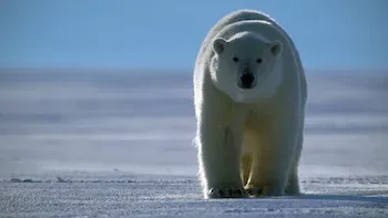 E3.Bears